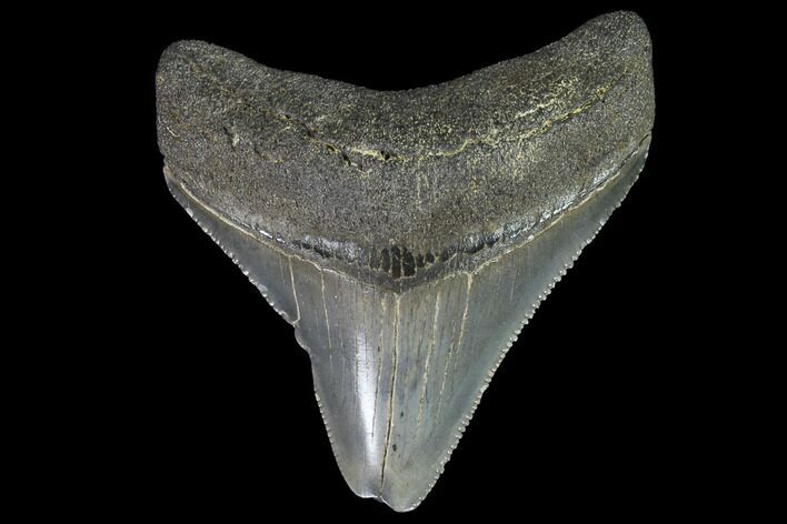 Serrated, Juvenile Megalodon Tooth - Georgia #90813